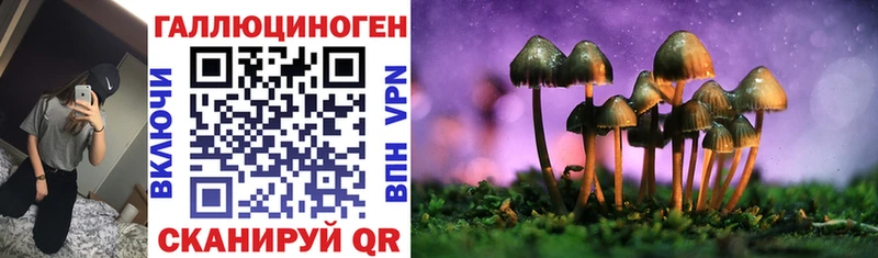 где купить   Севск  Псилоцибиновые грибы Psilocybine cubensis 